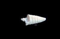 Barthraspira annulifera